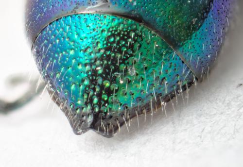 Philoctetes truncatus